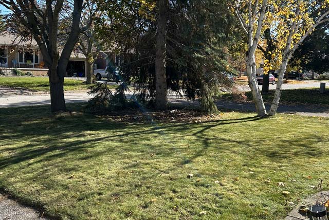 Fall leaf removal and yard clean-up in Newmarket, Ontario, after