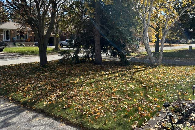 Fall leaf removal and yard clean-up in Newmarket, Ontario, before